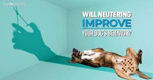 New Research Does Neutering Help With Aggression
