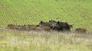 Près de 500 000 sont tués annuellement. Pourquoi Plus De Sangliers Vont Etre Chasses Dans La Marne L Aisne Et Les Ardennes