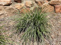 Image result for Xerophyta wentzeliana