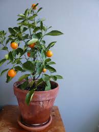 Tangerine varieties include dancy, clementine, ponkan and fortune. Pin On Bonsai