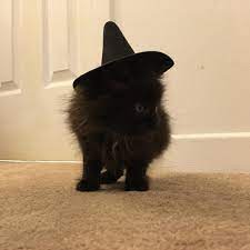 Somethings On My Head Tbt Blackcat Cat Stray Rescue Kitten Tiny Witchhat Halloween Costume Pets Animals Petphotography Cats Kittens Cutest Cat Mom