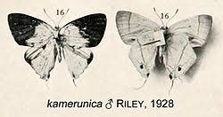 Image result for Tapinanthus erectotruncatus