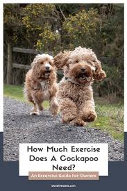 A Guide To Cockapoo Exercise Needs - Doodle Doods