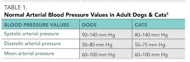 Heart rate is the speed of the heartbeat measured by the number of contractions (beats) of the heart per minute (bpm). Blood Pressure Monitoring From A Nursing Perspective Part 1 Overview Of Blood Pressure Monitoring Today S Veterinary Nurse