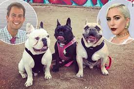 Woman who returned lady gaga's stolen dogs one of five people charged in connection with crime. Lady Gaga Responds To Dognapping Shooting On Social Media