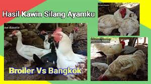Hasil Kawin Silang Ayam Potong Dan Ayam Kampung Jadila Ayam Jumbo I 2019 Youtube