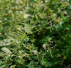 Image result for Aeschynomene leptophylla