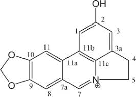 Image result for Ptycholobium contortum