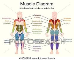 Female body internal organs chart with labels on white background. Muscle Diagram Female Body Names Clip Art K51052178 Fotosearch