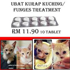 Ada tips sederhana cara merawat kucing agar mereka bisa menjadi hewan peliharaan yang baik dirumah. Kurap Kucing