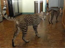 Savannah Cat It 039 S A Cat That Looks Like A Leopard With The Temperament Of A Dog Ilykenet Savannah Cat Large Cat Breeds Savannah Chat