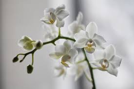 Orkide Kendine Has Durusu Sikligi Mis Kokusu Ile Kendine Hayran Birakan Ve Gonlumuze Taht Kuran Bir Cicektir Peki Orkide Cicegi N Orkideler Cicekciler Cicek