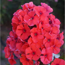 Il cuscino di fiori per funerale potrebbe subire alcune variazioni in quanto i fiori sono stagionali. Phlox Paniculata Tequila Sunrise I Giardini Dell Indaco