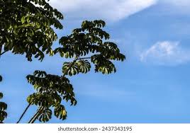 Image result for Cecropia pachystachya