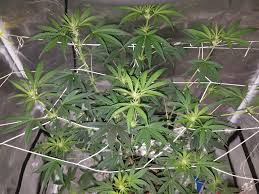 Different led lights will provide different results, especially for cannabis. Help Choosing A New Budget Led Grow Light Thcfarmer