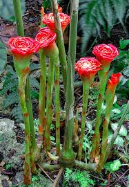 Image result for Etlingera