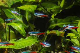 Menurut primbon mimpi dapat ikan gabus adalah simbol bahwa kamu akan mendapatkan banyak rezeki. 5 Ikan Yang Dapat Hidup Berdampingan Dengan Cupang Apa Saja Halaman All Kompas Com