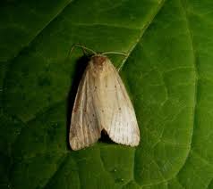 Image result for Photedes minima