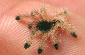 What are facts about tarantulas? Was Showing Daughter Pictures Of Spiders And Came Across A Baby Tarantula Had To Share Spiderbro