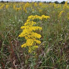 Image result for Solidago