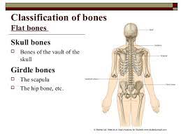 Classification Of Bonesmixed Bones The Vertebrae Are Mixed Or Irregular Bones Their Bodies Are Referred To Spongy Bo Hip Bones Scapula Skull And Bones