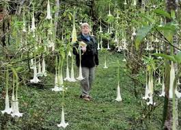Pin On Poisonous Plants