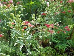 Image result for Alstroemeria pulchella
