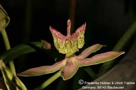 Image result for Stathmostelma