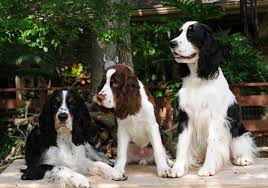 Gundogs online.com the latest website devoted to gundogs with blue tower spaniels liver & white springer pups and started dogs from proven field lines. Mn Whispering Pines Springers