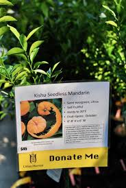 Our trees always ship at the proper planting time for your region. Beating The Winter Blues With Citrus My Table Houston S Dining Magazine