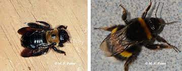 However, bumble bees nest in soil, not in wood, and are more interested in flowers. Carpenter Bees Entomology