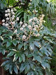 A Wonderful Photo Of My Favourite Fatsia Japonica Variegata A Terrific Evergreen Shrub Which Deserves A Position Of Prominence It Will Make 1 5 2 5 In Heig