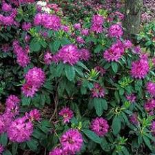 Preis.de has been visited by 100k+ users in the past month 16 Best Hedge Ideas Rhododendron Plants Hedges