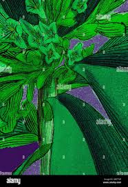 Image result for Ficalhoa laurifolia