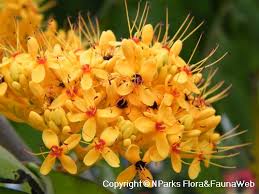 Image result for Saraca