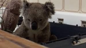 219 summit avenue (hwy 18) wales, wi 53183; Wildlife Trust Nurses Koala Injured In New South Wales Fires The Advertiser