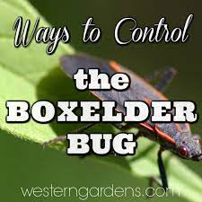 Let us put our experience to work for you. Pest Control The Annoying Box Elder Bug Western Garden Centers