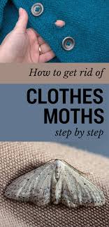 How to get rid of clothes moths. How To Get Rid Of Clothes Moths Step By Step Mycleaningsolutions Com