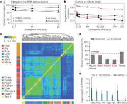 Our currency rankings show that the most popular malaysian ringgit exchange rate is the myr to usd rate. The Evolution Of Lncrna Repertoires And Expression Patterns In Tetrapods Nature