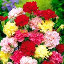 Carnation Vienna Seeds Only For 0 99 Happy Green Shop