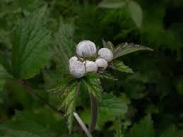 Image result for Aneilema petersii