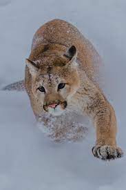 Tulipnight Animals Wild Cats Cat Species
