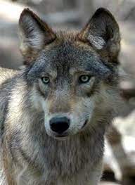 Great Plains Wolf Famous Wolves Grey Wolf Wolf Population