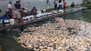 Dikhawatirkan, hal ini bisa mengganggu ekosistem yang ada di dalam sungai. Ribuan Ikan Bawal Di Sleman Mati Akibat Saluran Air Ditutup Orang Tak Dikenal Bagian 1