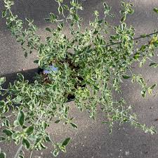 Image result for Laportea ovalifolia