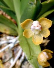 Image result for Rhipidoglossum pusillum