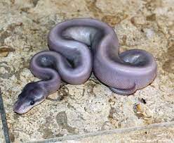 This Is A Purple Passion Ball Python Mystic Potion Can Also Be Purple Pet Snake Cute Snake Snake