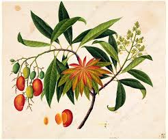 Image result for Mangifera indica