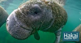 There are no manatees in armenia. Shaving Manatees For Science Hakai Magazine