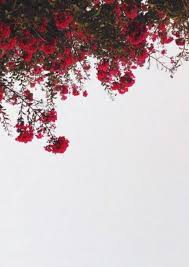 Islam Islam Islamic Background Wallpaper Kur An I Kerim Kur An Kuran Quran Qoran Muslim Musluman Musluman Love Hij Rot Asthetisch Naturfotografie Blumen Blumen